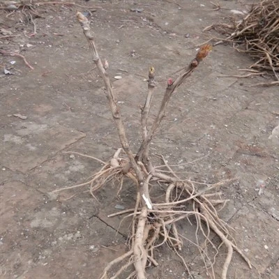3 बड पेओनी अंकुर